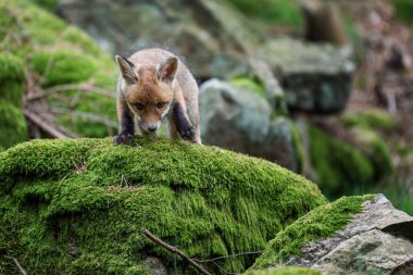 Yeşil çayırın kenarında kameraya bakan şirin kırmızı tilki yavrusu. Vulpes vulpes, vahşi yaşam.