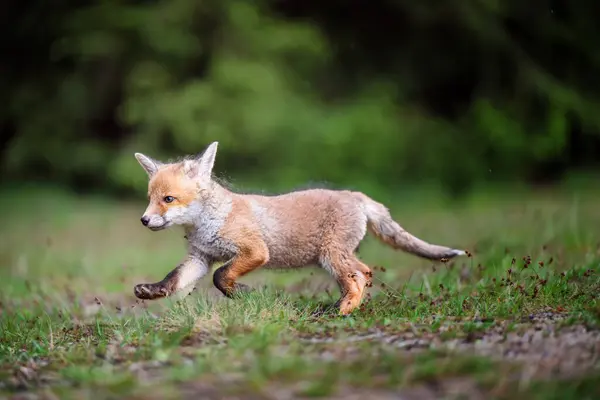 Kızıl tilki, vulpes vulpes, ormandaki küçük yavru. Doğal ortamda sevimli küçük yırtıcılar. Doğadan vahşi yaşam sahnesi