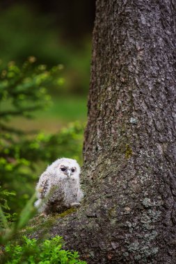 Baykuş (Strix aluco) Baykuşçuğu bahar ormanında yosunların üzerine oturdu.