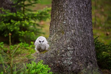 Baykuş (Strix aluco) Baykuşçuğu bahar ormanında yosunların üzerine oturdu.