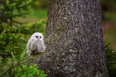 Baykuş (Strix aluco) Baykuşçuğu bahar ormanında yosunların üzerine oturdu.