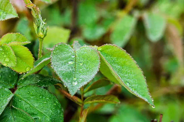 Doğada doğa için yeşil yaprakların üzerine su damlası.