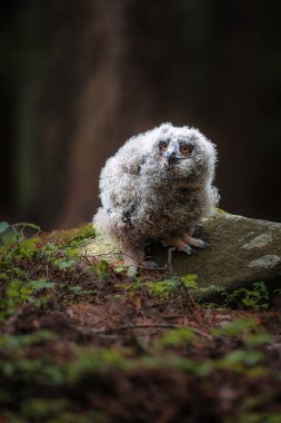 Sabahları pofuduk baykuş. Güzel, genç Avrasya baykuşu Bubo Bubo çam ormanına tünemiş, beslenmeyi bekliyor. Turuncu gözlü sevimli yavru baykuş. Doğada vahşi bir yavru. Vahşi yaşam.