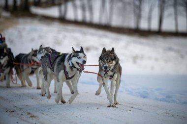 Sedivacek's long, sled dog race in the winter mountain landscape. Husky sled dog racing. Winter dog sport sled team competition. 