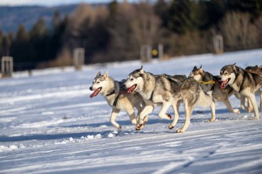 Sedivacek's long, sled dog race in the winter mountain landscape. Husky sled dog racing. Winter dog sport sled team competition. 