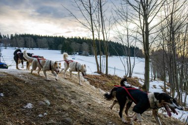 Sedivacek's long, sled dog race in the winter mountain landscape. Husky sled dog racing. Winter dog sport sled team competition. 