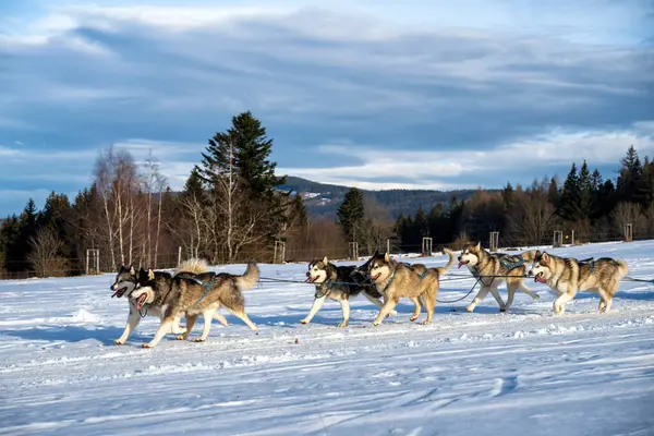 Sedivacek's long, sled dog race in the winter mountain landscape. Husky sled dog racing. Winter dog sport sled team competition. 