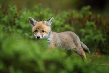 Kızıl tilki, vulpes vulpes, ormandaki küçük yavru. Doğal ortamda sevimli küçük yırtıcılar. Doğadan vahşi yaşam sahnesi