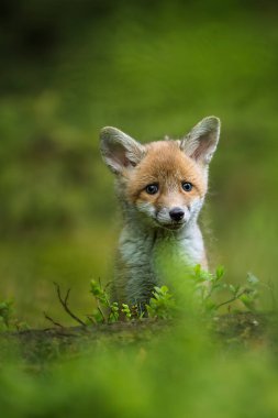 Kızıl tilki, vulpes vulpes, ormandaki küçük yavru. Doğal ortamda sevimli küçük yırtıcılar. Doğadan vahşi yaşam sahnesi