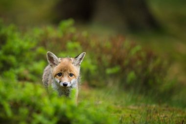 Kızıl tilki, vulpes vulpes, ormandaki küçük yavru. Doğal ortamda sevimli küçük yırtıcılar. Doğadan vahşi yaşam sahnesi