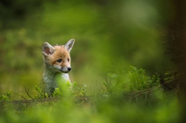 Kızıl tilki, vulpes vulpes, ormandaki küçük yavru. Doğal ortamda sevimli küçük yırtıcılar. Doğadan vahşi yaşam sahnesi