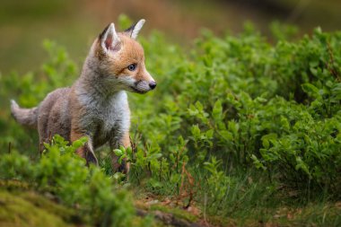 Kızıl tilki, vulpes vulpes, ormandaki küçük yavru. Doğal ortamda sevimli küçük yırtıcılar. Doğadan vahşi yaşam sahnesi