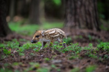 Yavru yaban domuzu, Sus Scrofa, arka planda yeşil bahar ormanı. Doğal ortamdaki hayvanlar.