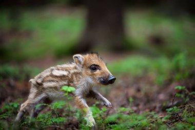 Yavru yaban domuzu, Sus Scrofa, arka planda yeşil bahar ormanı. Doğal ortamdaki hayvanlar.