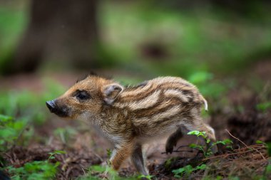 Yavru yaban domuzu, Sus Scrofa, arka planda yeşil bahar ormanı. Doğal ortamdaki hayvanlar.