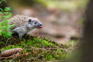 Genç Avrupalı Kirpi, erinaceus europaeus, bahar ormanında.