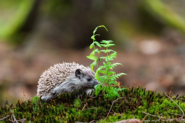 Genç Avrupalı Kirpi, erinaceus europaeus, bahar ormanında.