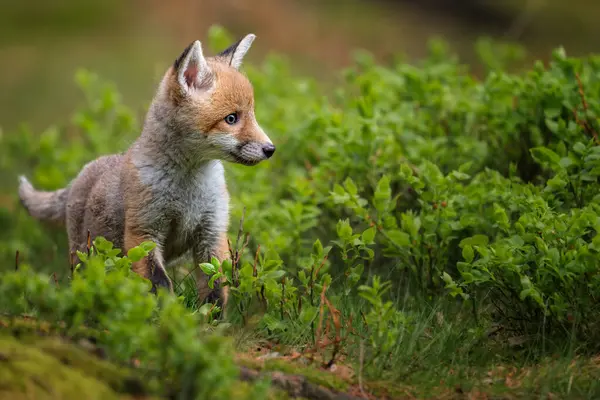 Kızıl tilki, vulpes vulpes, ormandaki küçük yavru. Doğal ortamda sevimli küçük yırtıcılar. Doğadan vahşi yaşam sahnesi