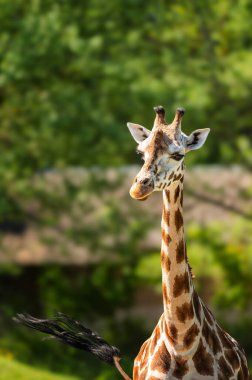 Hayvanat bahçesinde benekli kahverengi bir zürafa. Gün boyunca parlak güneş ışığı ve dışarıda ağaçlar. Otların ve otların arasında yemek yiyen bir zürafa. Giraffa c. camelopardalis rothschildi