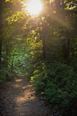 güzel yeşil orman. Orman iz manzara