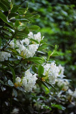 güzel yeşil orman. Orman iz manzara