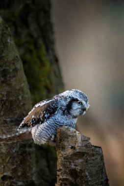 Kuzey şahin baykuşu (Surnia ulula) doğal ortamında