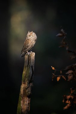 Avrasya baykuşu (Otus scops) - Ormandaki bir dalda baykuş avlıyor