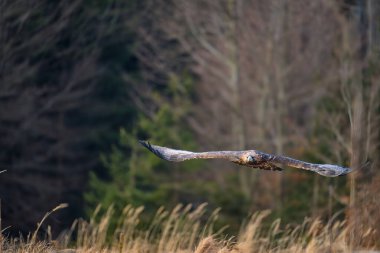 Golden Eagle (Aquila chrysaetos) portrait - bird of prey from Family Accipitridae living in the Northern Hemisphere. Selective focus