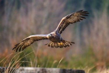 Golden Eagle (Aquila chrysaetos) portrait - bird of prey from Family Accipitridae living in the Northern Hemisphere. Selective focus