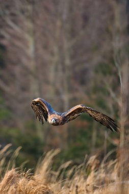 Golden Eagle (Aquila chrysaetos) portrait - bird of prey from Family Accipitridae living in the Northern Hemisphere. Selective focus