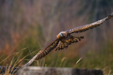 Golden Eagle (Aquila chrysaetos) portrait - bird of prey from Family Accipitridae living in the Northern Hemisphere. Selective focus