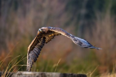 Golden Eagle (Aquila chrysaetos) portrait - bird of prey from Family Accipitridae living in the Northern Hemisphere. Selective focus