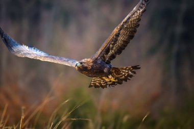 Golden Eagle (Aquila chrysaetos) portrait - bird of prey from Family Accipitridae living in the Northern Hemisphere. Selective focus