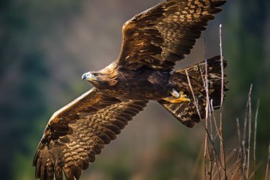 Golden Eagle (Aquila chrysaetos) portrait - bird of prey from Family Accipitridae living in the Northern Hemisphere. Selective focus