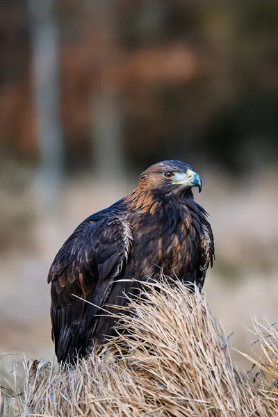 Altın kartal, akila chrysaetos, kahverengi tüyleri ve güçlü gagasıyla sonbaharda bir çayırda yoğun bir şekilde kameraya bakıyor. Kara kuş doğal ortamında yerde oturuyor..