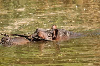 Dev bir su aygırı (Hippopotamus amfibi) günün çoğunu suda, hayvansa hayvanat bahçesinde geçirir.. 