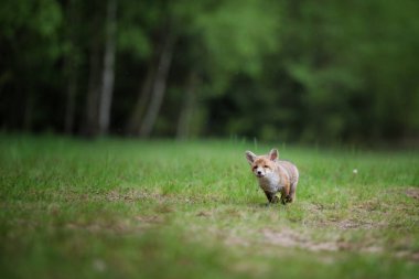 Kızıl tilki, vulpes vulpes, ormandaki küçük yavru. Doğal ortamda sevimli küçük yırtıcılar. Doğadan vahşi yaşam sahnesi
