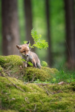 Kızıl tilki, vulpes vulpes, ormandaki küçük yavru. Doğal ortamda sevimli küçük yırtıcılar. Doğadan vahşi yaşam sahnesi