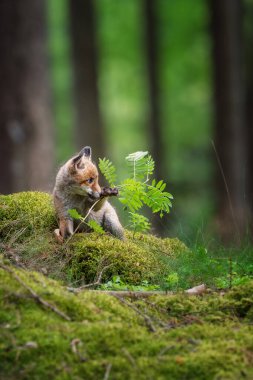Kızıl tilki, vulpes vulpes, ormandaki küçük yavru. Doğal ortamda sevimli küçük yırtıcılar. Doğadan vahşi yaşam sahnesi