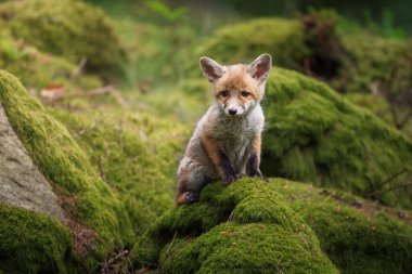 Kızıl tilki, vulpes vulpes, ormandaki küçük yavru. Doğal ortamda sevimli küçük yırtıcılar. Doğadan vahşi yaşam sahnesi