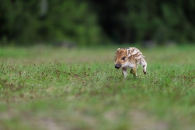 Yaban domuzu, sus Scrofa, Genç bir yaban domuzu çayırda koşar, Genç bir yaban domuzu çayırda koşar.