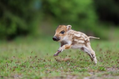Yaban domuzu, sus Scrofa, Genç bir yaban domuzu çayırda koşar, Genç bir yaban domuzu çayırda koşar.