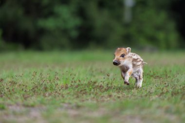 Yaban domuzu, sus Scrofa, Genç bir yaban domuzu çayırda koşar, Genç bir yaban domuzu çayırda koşar.