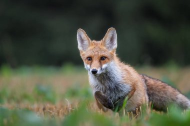 Kızıl Tilki (Vulpes vulpes portresi)
