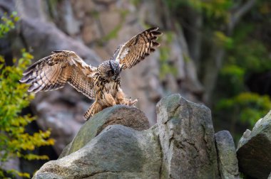 Avrasya Kartalı Baykuşu (Bubo bubo) bir taşın üzerine konar.