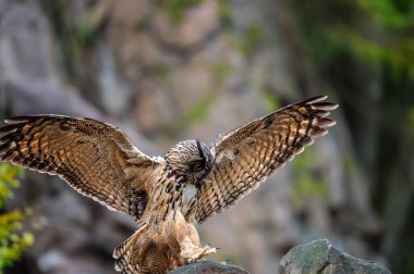 Avrasya Kartalı Baykuşu (Bubo bubo) bir taşın üzerine konar.