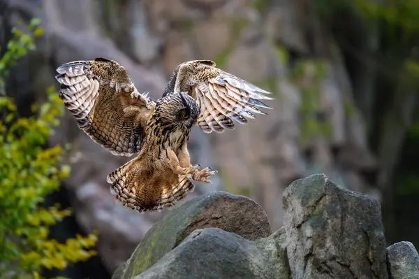 Avrasya Kartalı Baykuşu (Bubo bubo) bir taşın üzerine konar.