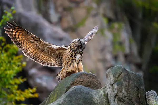 Avrasya Kartalı Baykuşu (Bubo bubo) bir taşın üzerine konar.