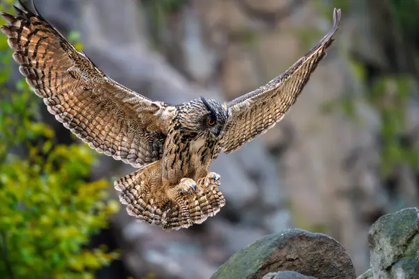 Avrasya Kartalı Baykuşu (Bubo bubo) bir taşın üzerine konar.