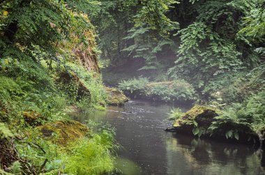 Kamenice Nehri yaz aylarında ormanlarla çevrili, Bohemian İsviçre Ulusal Parkı, Hrensko, Decin Bölgesi, Usti nad Labem Bölgesi, Çek Cumhuriyeti
